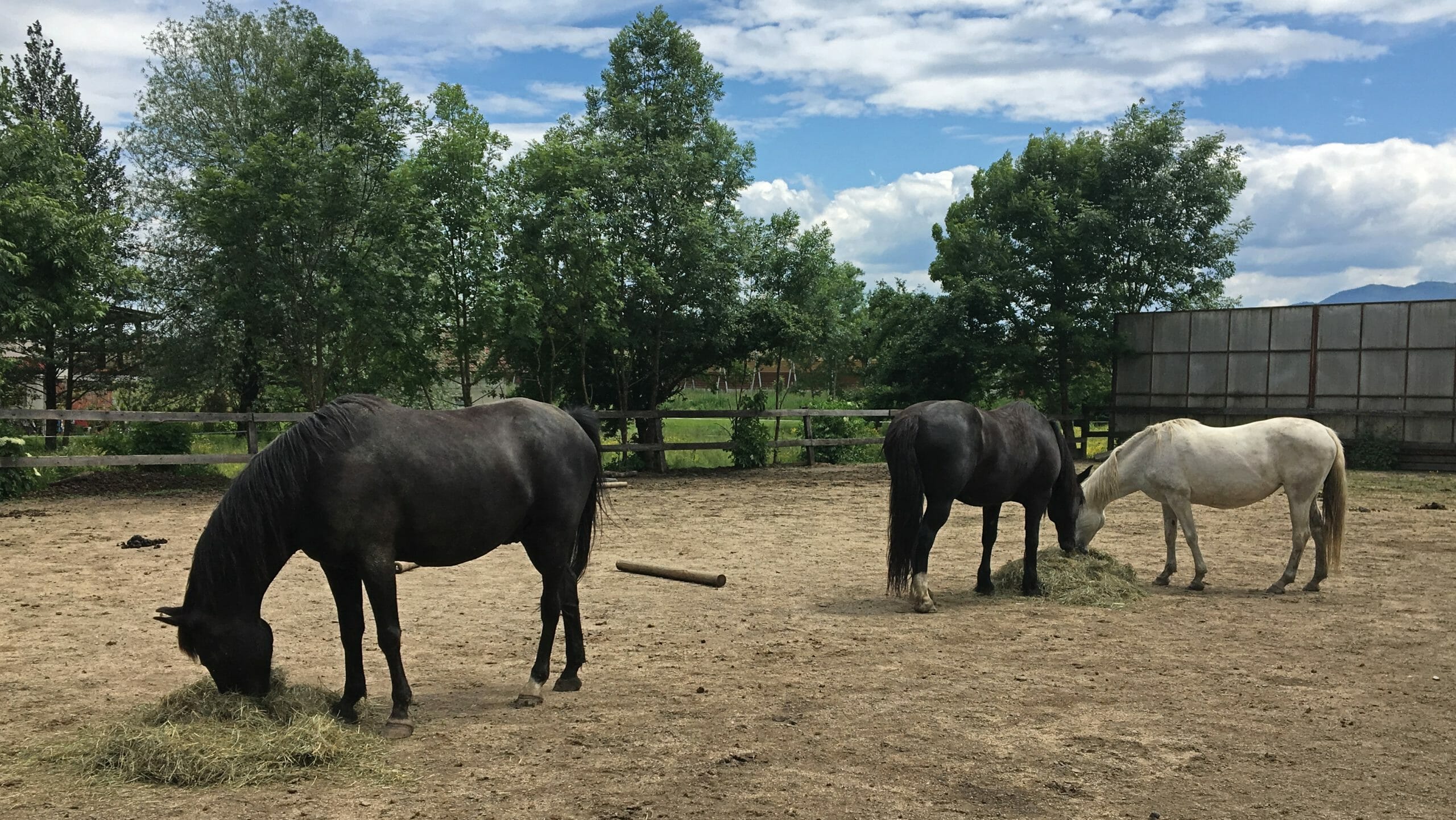 horses eating grass