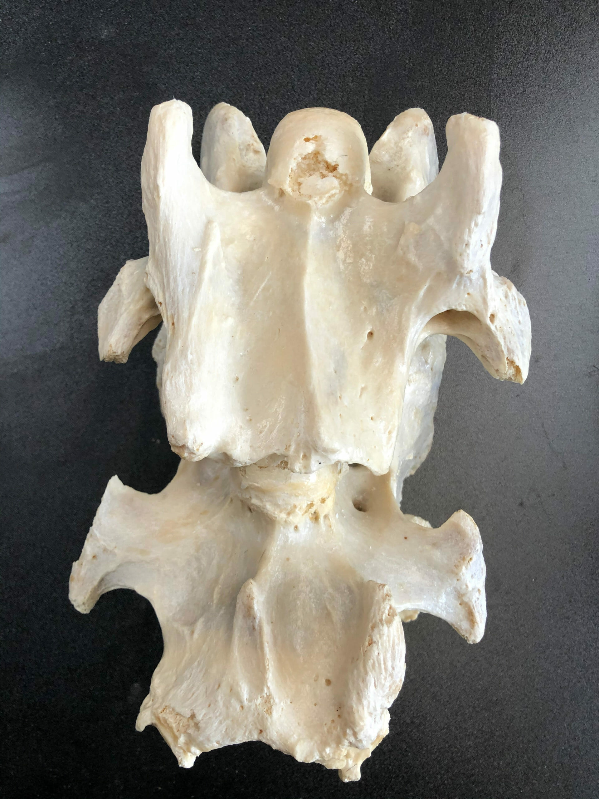 Equine Complex Vertebral Malformation (ECVM)