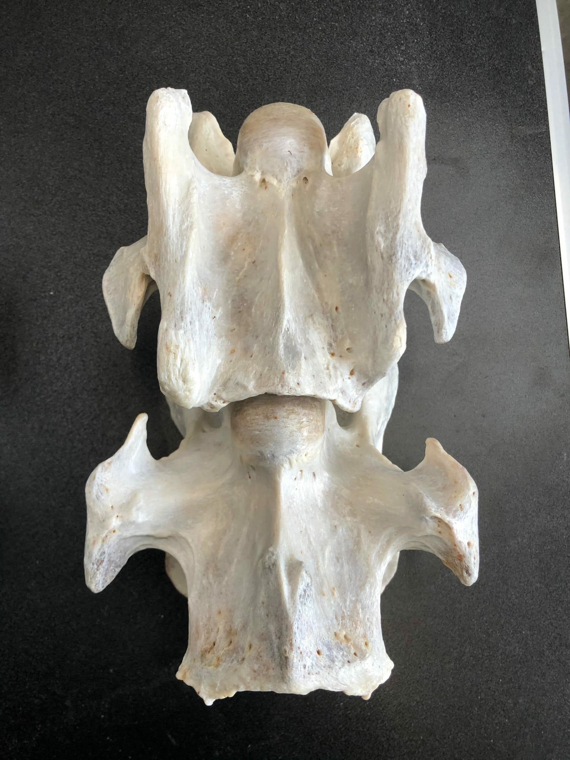 Equine Complex Vertebral Malformation (ECVM)