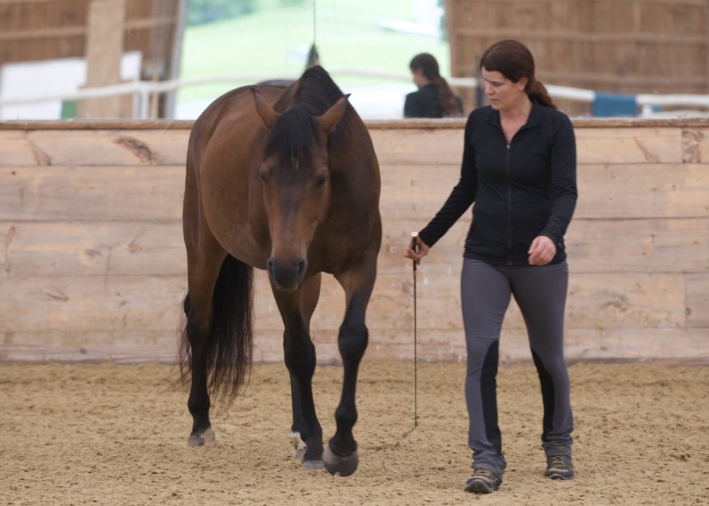 Groundwork and Liberty Training - Meg Brauch