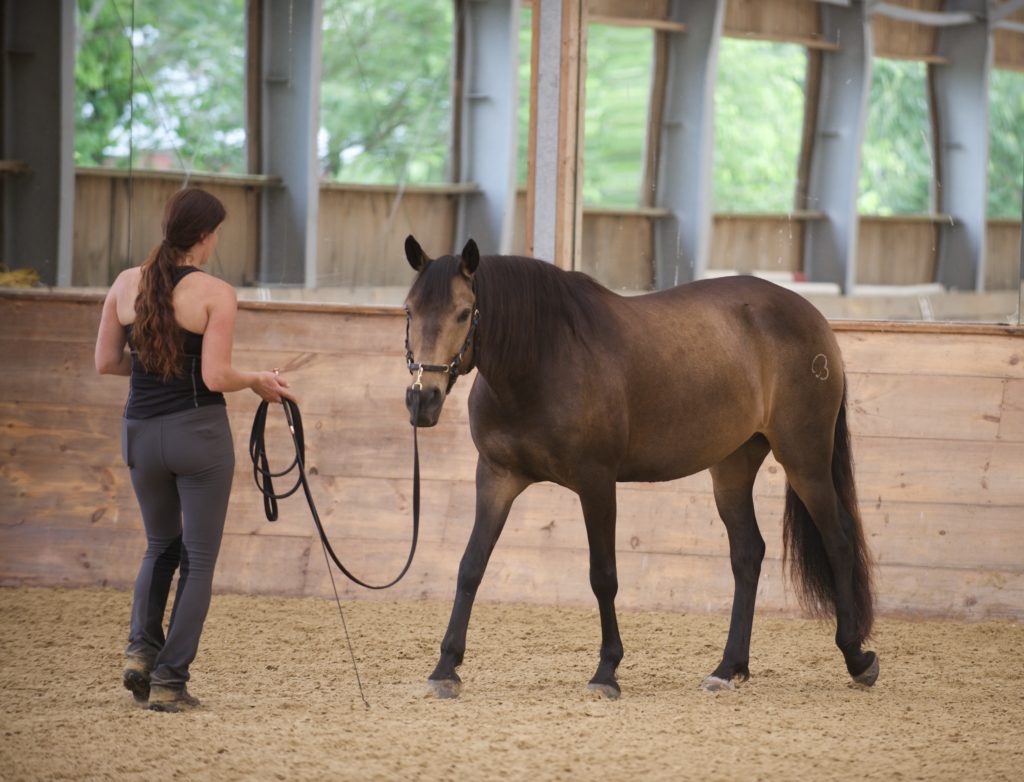 Groundwork and Liberty Training - Meg Brauch