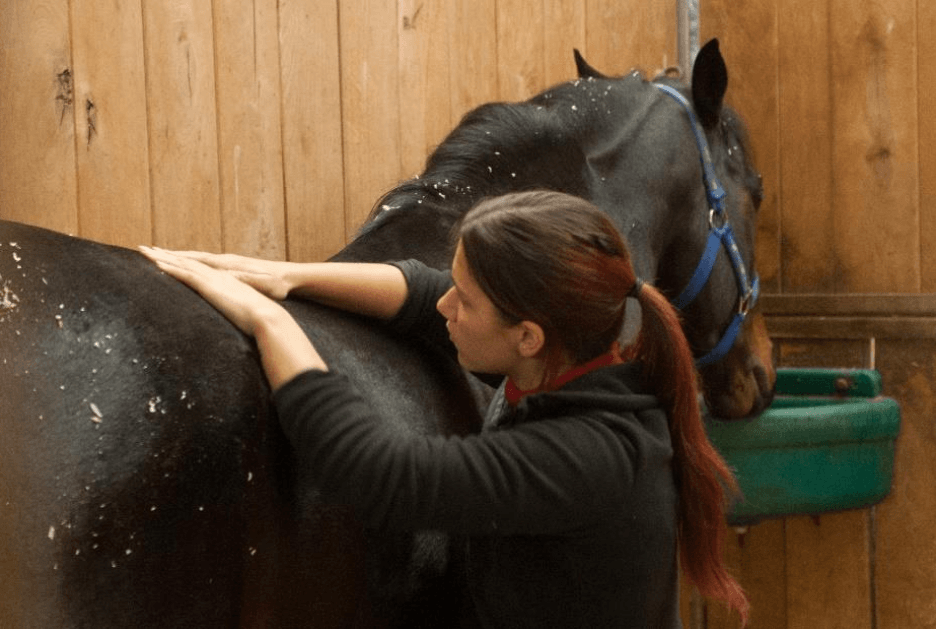 horse’s muscles