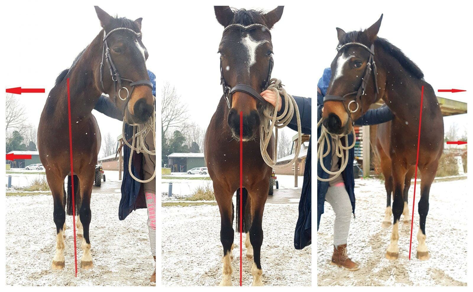 The horse on the left above shows a left bent horse, falling on the right shoulder.