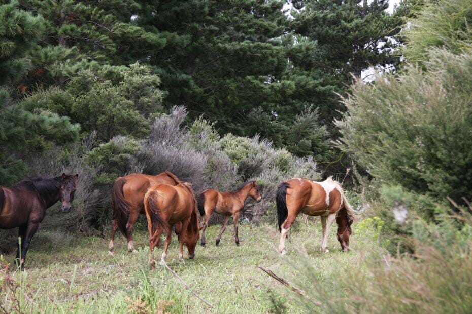 horses herd leader