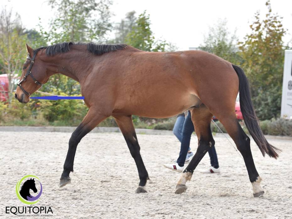 Nose of a horse in vertical balance