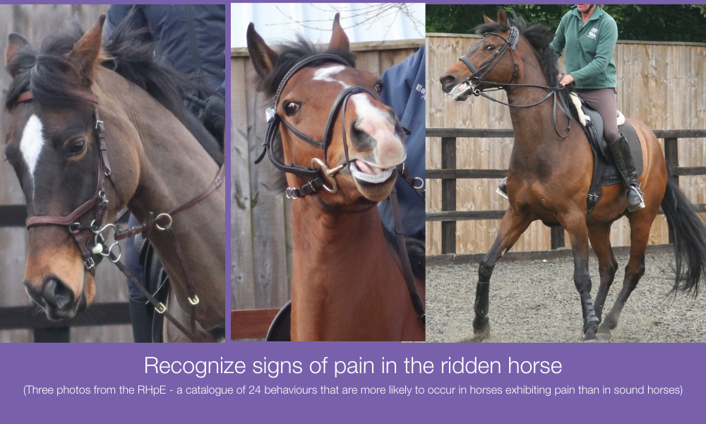 Using the RHpE to achieve marginal gains