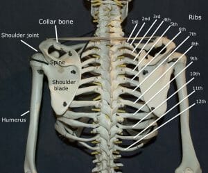 back skeletal parts