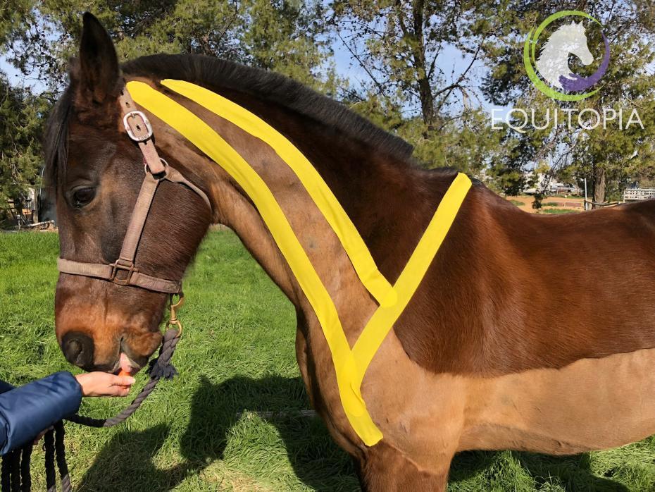 How horses cope with forelimb pain