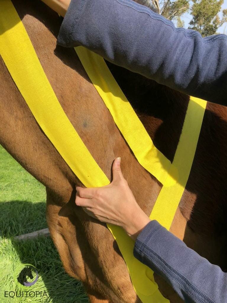 Use your hand to gently squeeze the Brachiocephaicus muscle.