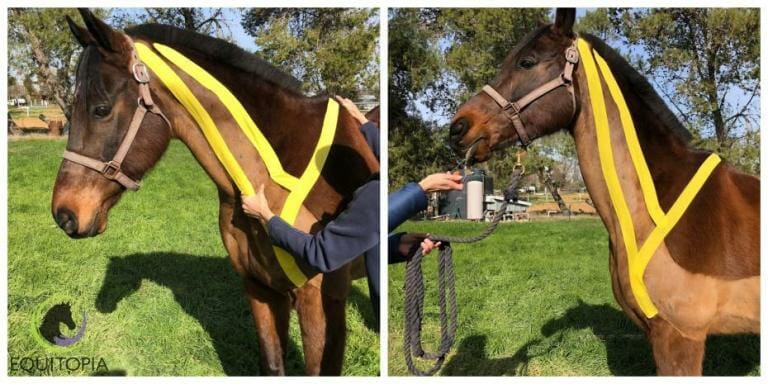 horse shows a healthy rounding response when brachiocephalicus