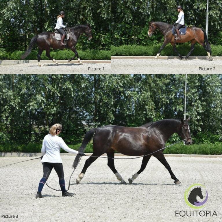 Pictures 1, 2 and 3 below: training under the saddle and in hand.