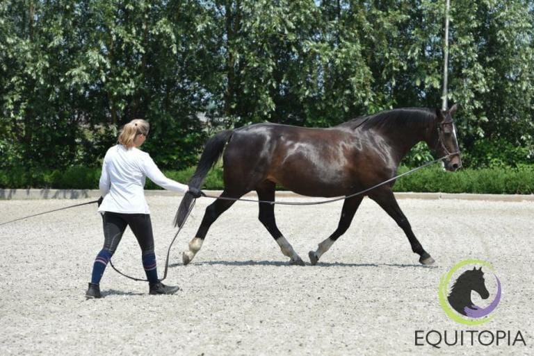 The principles of teaching a horse to find his vertical balance