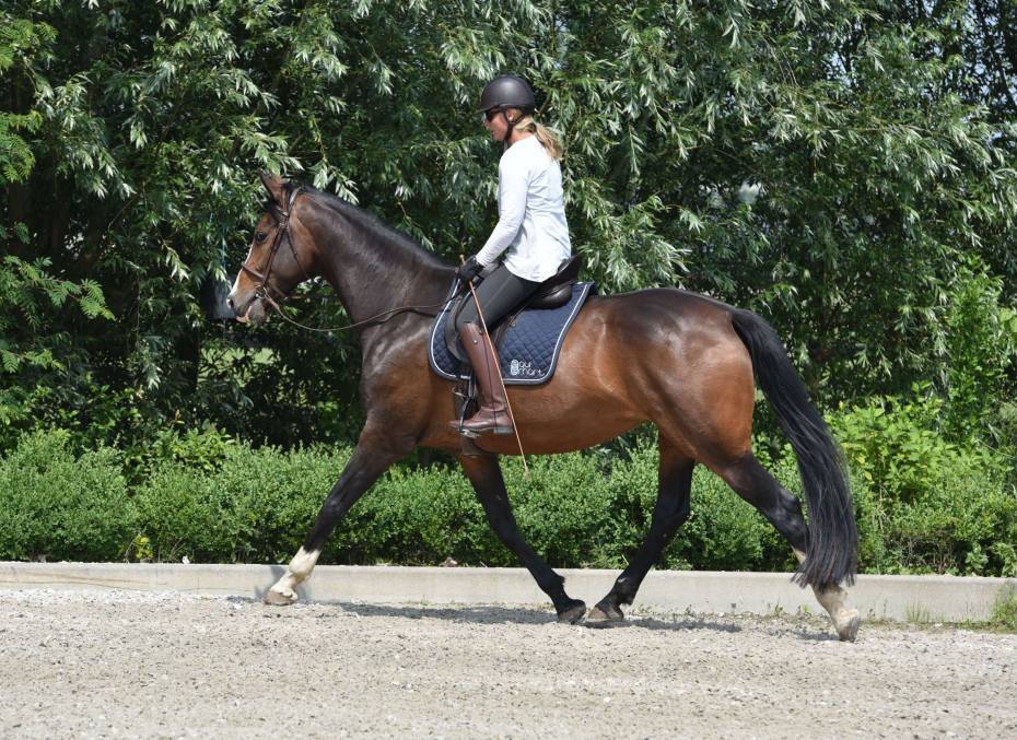 bent horse falling on her inside left shoulder