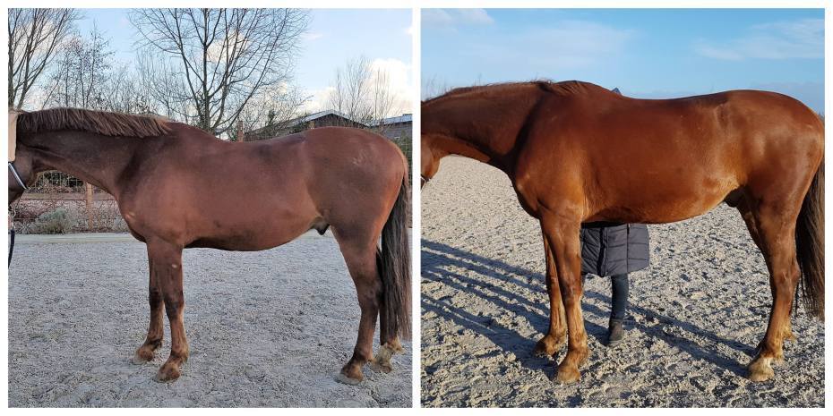 left horse in neutral position and right horse shows the possible wither lift and rounding of the back