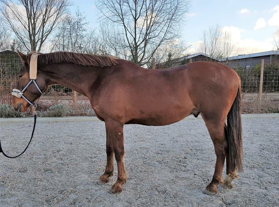 horse vertical balance