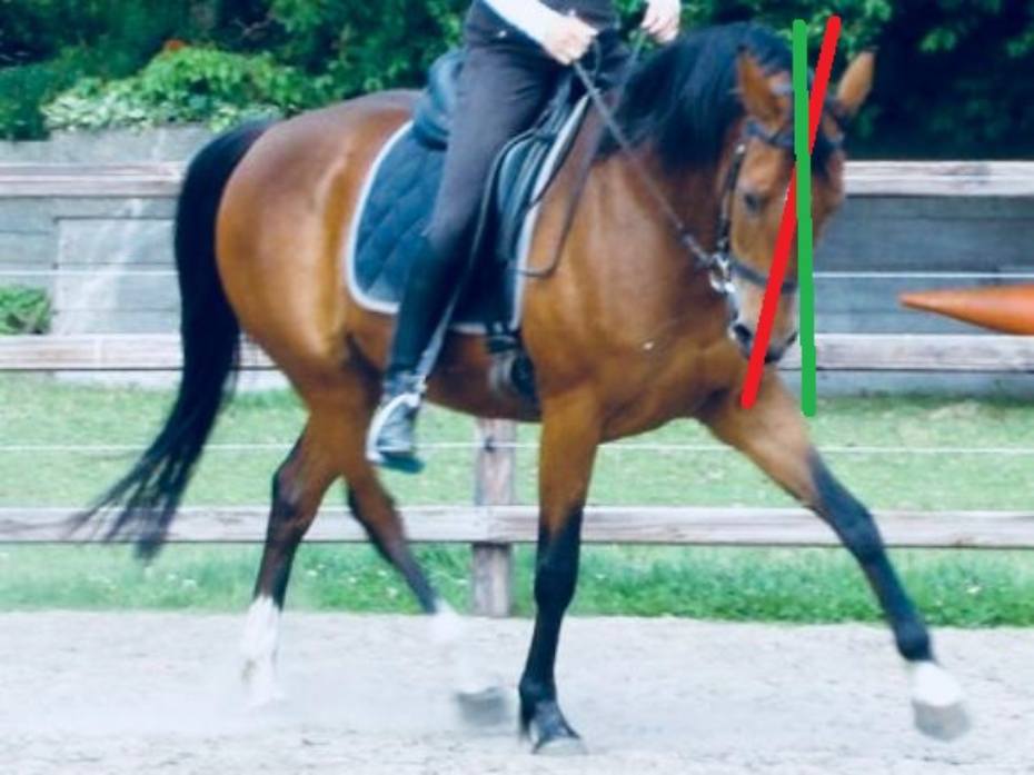 horse lateral flexion