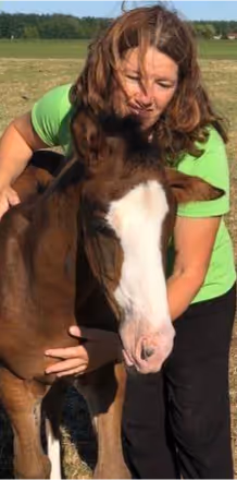 doctor checking the horse