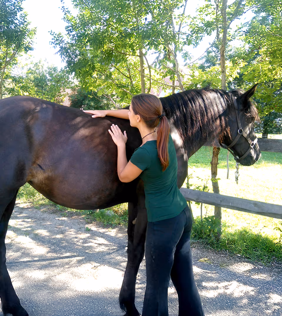 veterenary examining the horse