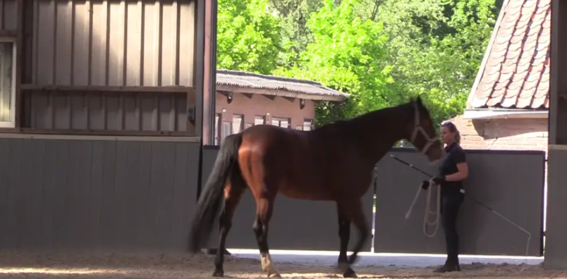 Rehabilitating your horse - training