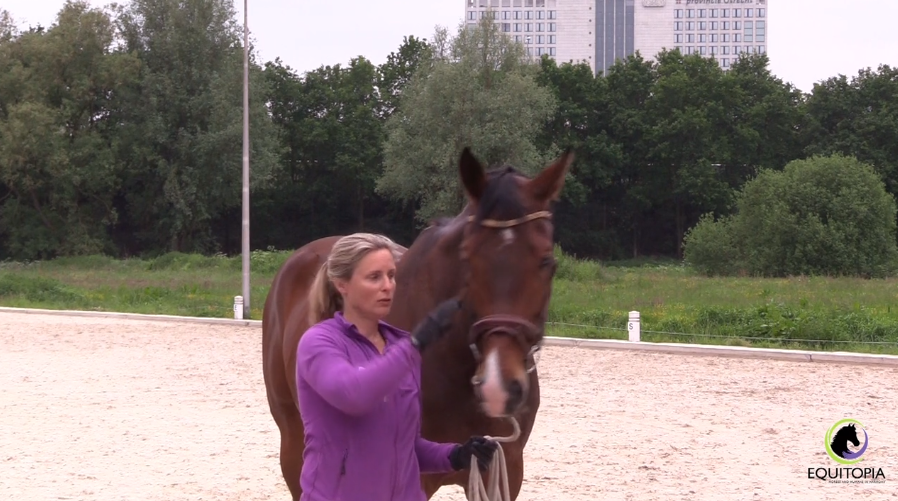 Rehabilitating your horse - working in hand
