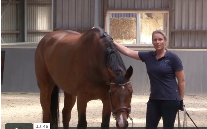rehabilitating your horse _ canter training