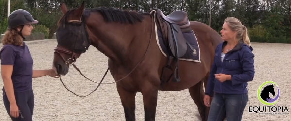 Equine rebahilitation - pre-training before riding