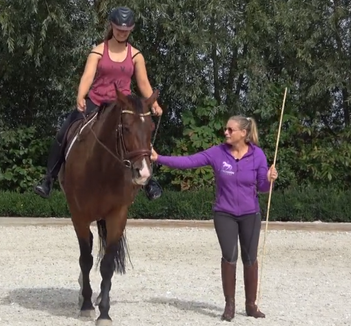 Equine rehabilitation -Sadashiva working on balance