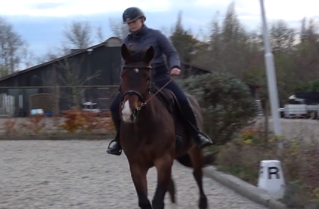 Equine Rehabilitation - Riding and Training