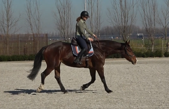 Equine rebahilitiation - Bitless training to extend the neck
