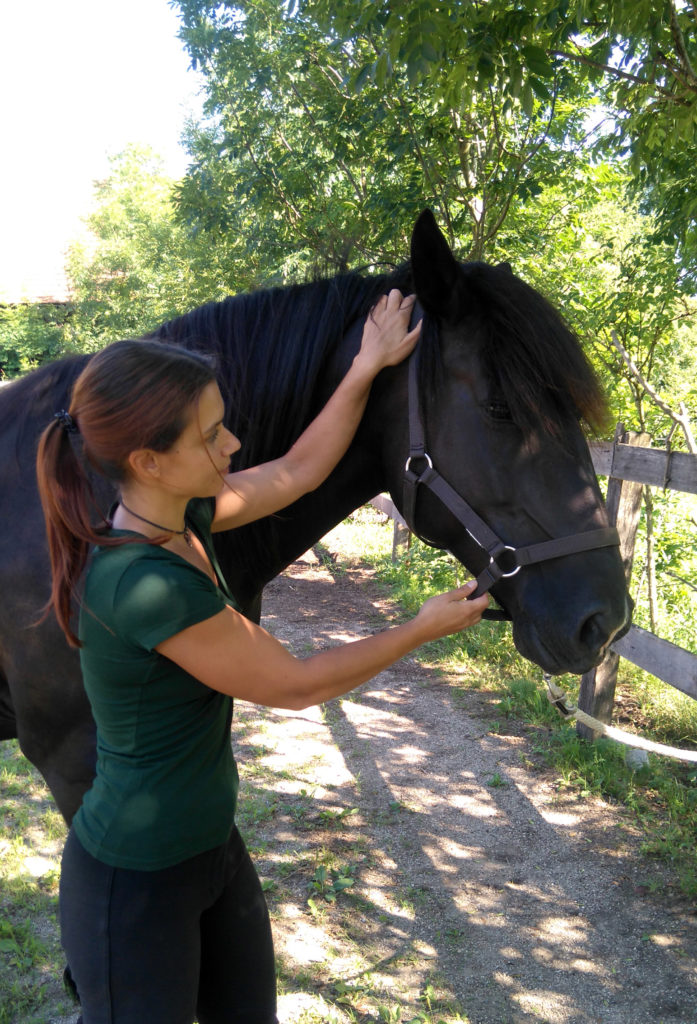 The Equine Neck as an Indicator of Good (or Bad) Training: Part 3