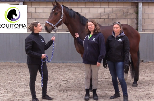 Equine Rehabilitation - Introduction to Dutch Warmblood Mare - Sadashiva