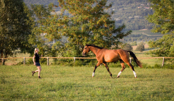 Stress and learning for horses