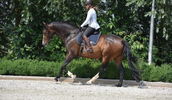 Canter work for horses with kissing spines