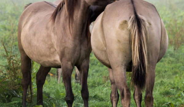 The importance of choice for your horse