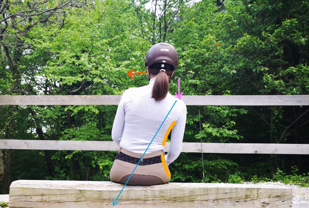 Correct Posture of the Horse Rider’s Upper Body - Part 1