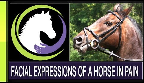 facial expressions of horse in pain