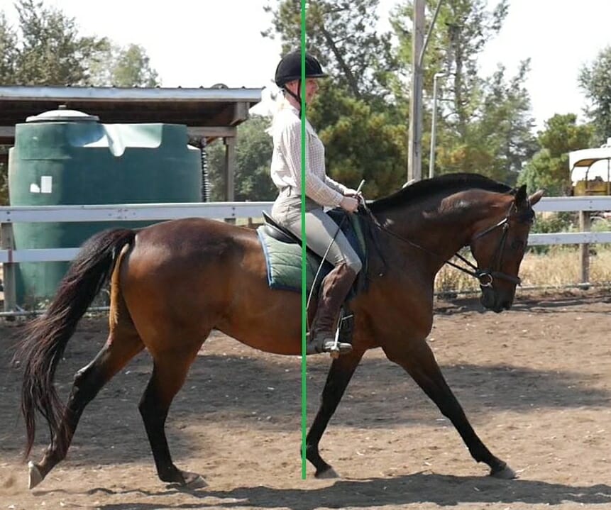 Handedness in Horses: How to Determine your Horse’s Laterality
