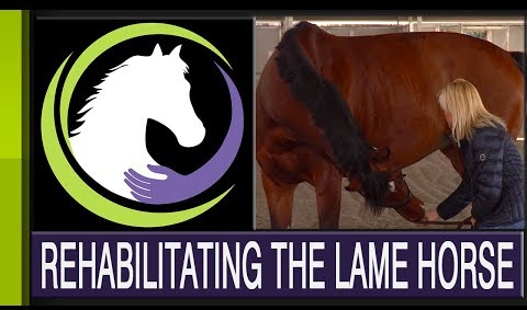 rehabilitating the lame horse