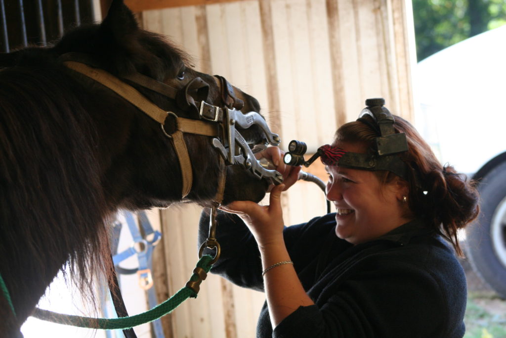 CARING FOR HORSES AFTER A VISIT FROM THE DENTIST - PART 1