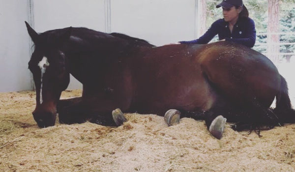 The Importance of Relaxation in both Horse and Rider