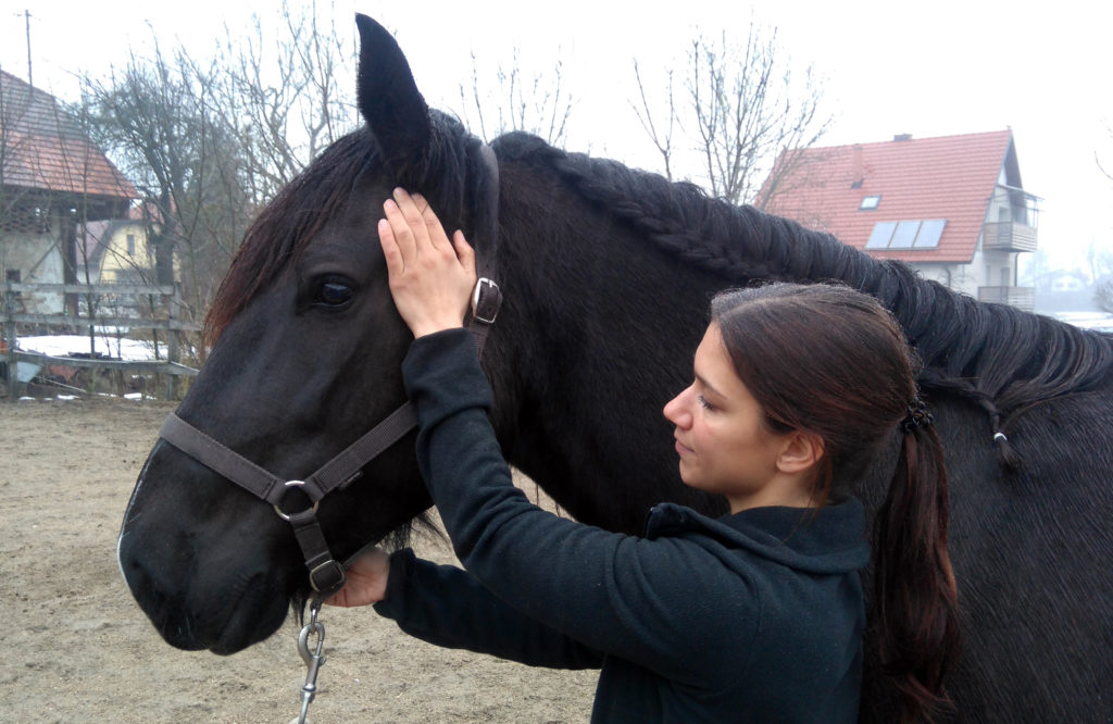 Caring for horses after a visit from the dentist
