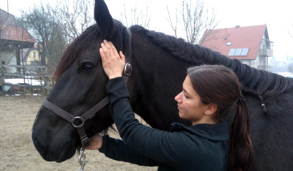 Caring for horses after a visit from the dentist