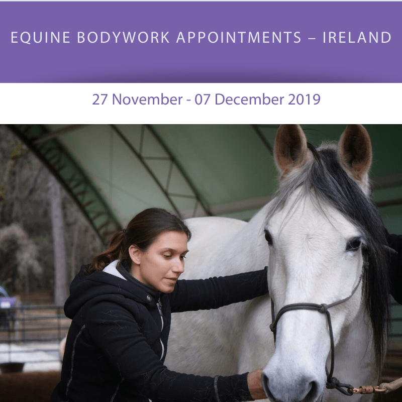 equine bodywork appointments
