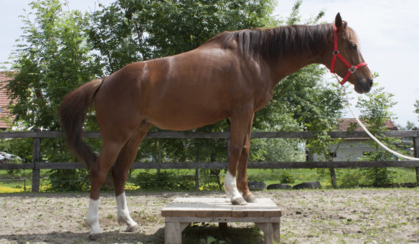 Weak Stifle Muscles in Horses