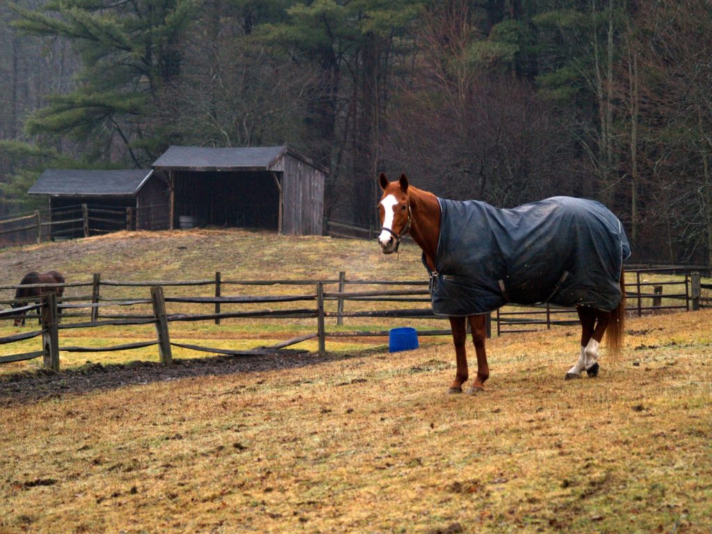 Getting your Older Horse through the Winter - Part 1