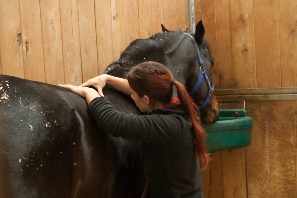How Fascia Impacts your Horse's Movement