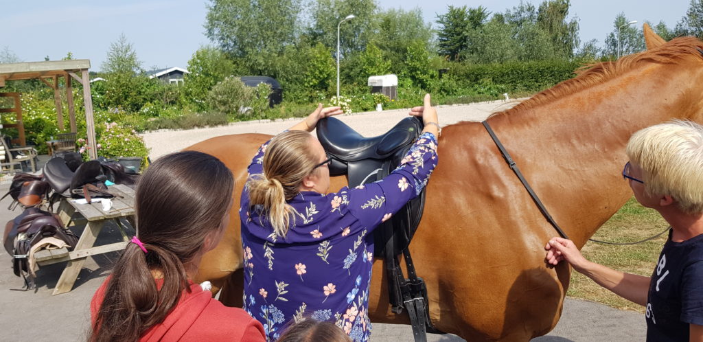 Saddle fit for young horses - part 1