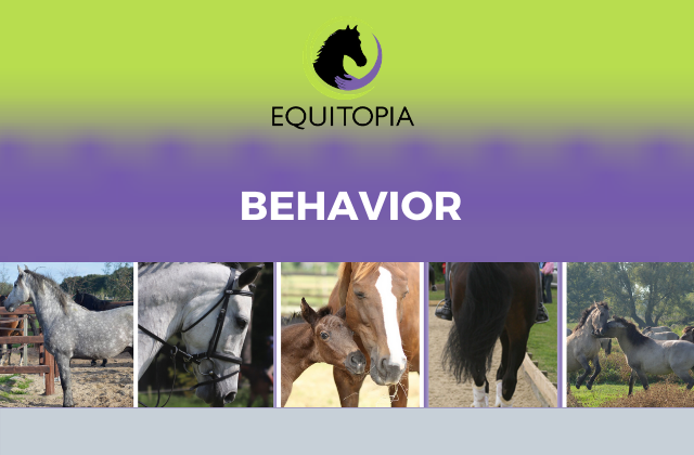 Behavior videos equitopia