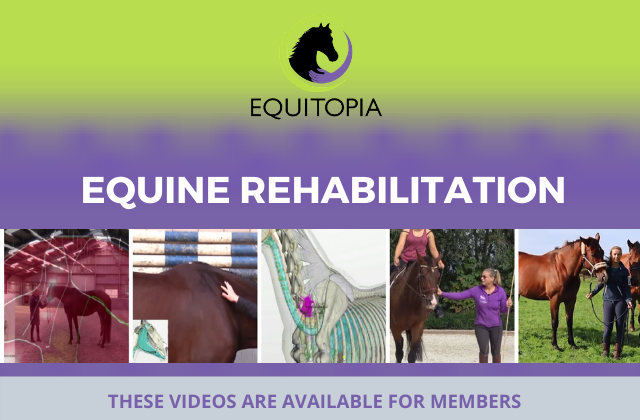 Equine rehabilitation equitopia videos
