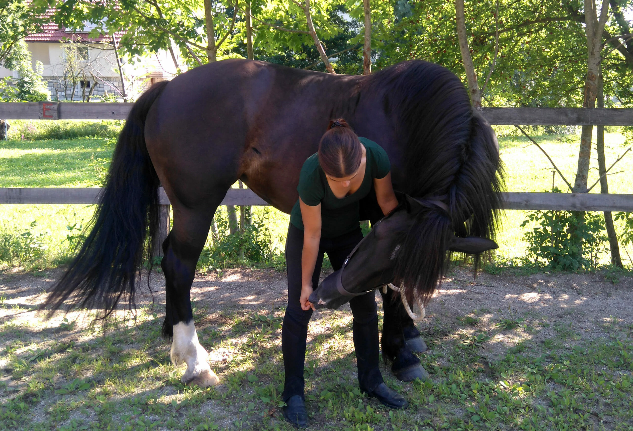 PREVENTATIVE CARE FOR YOUR HORSE - PART ONE 
